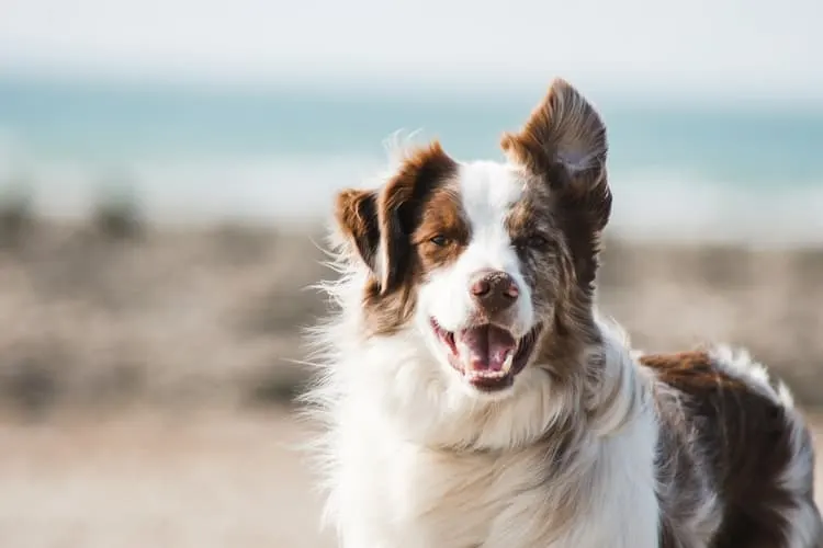 A happy dog running outdoors